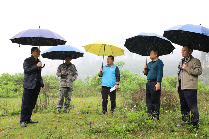 /QJ_938582446246.jpg 參看旱鴨養(yǎng)殖產(chǎn)業(yè)合作基地選址情況(拍攝:柒紅).jpg