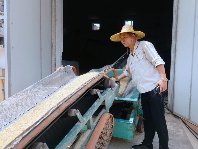 /QJ_700527295712.jpg 工作人員卸糧入庫(拍攝:覃燕).jpg