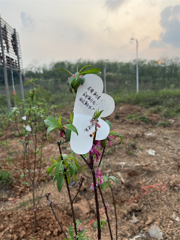 /QJ_793965118317.jpg 6.黨員志愿者心愿卡上廉潔寄語(yǔ)及心愿(蘇柳菲拍攝).jpg